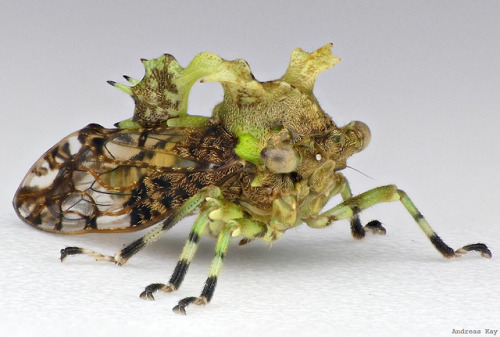 onenicebugperday: Treehopper, Smerdalea circumflexa by Andreas Kay