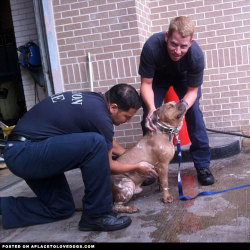 aplacetolovedogs:  Firemen at a Houston fire department give a stray dog a bath after it walked into the station one morning. Looks like he is fully enjoying it! Original Article