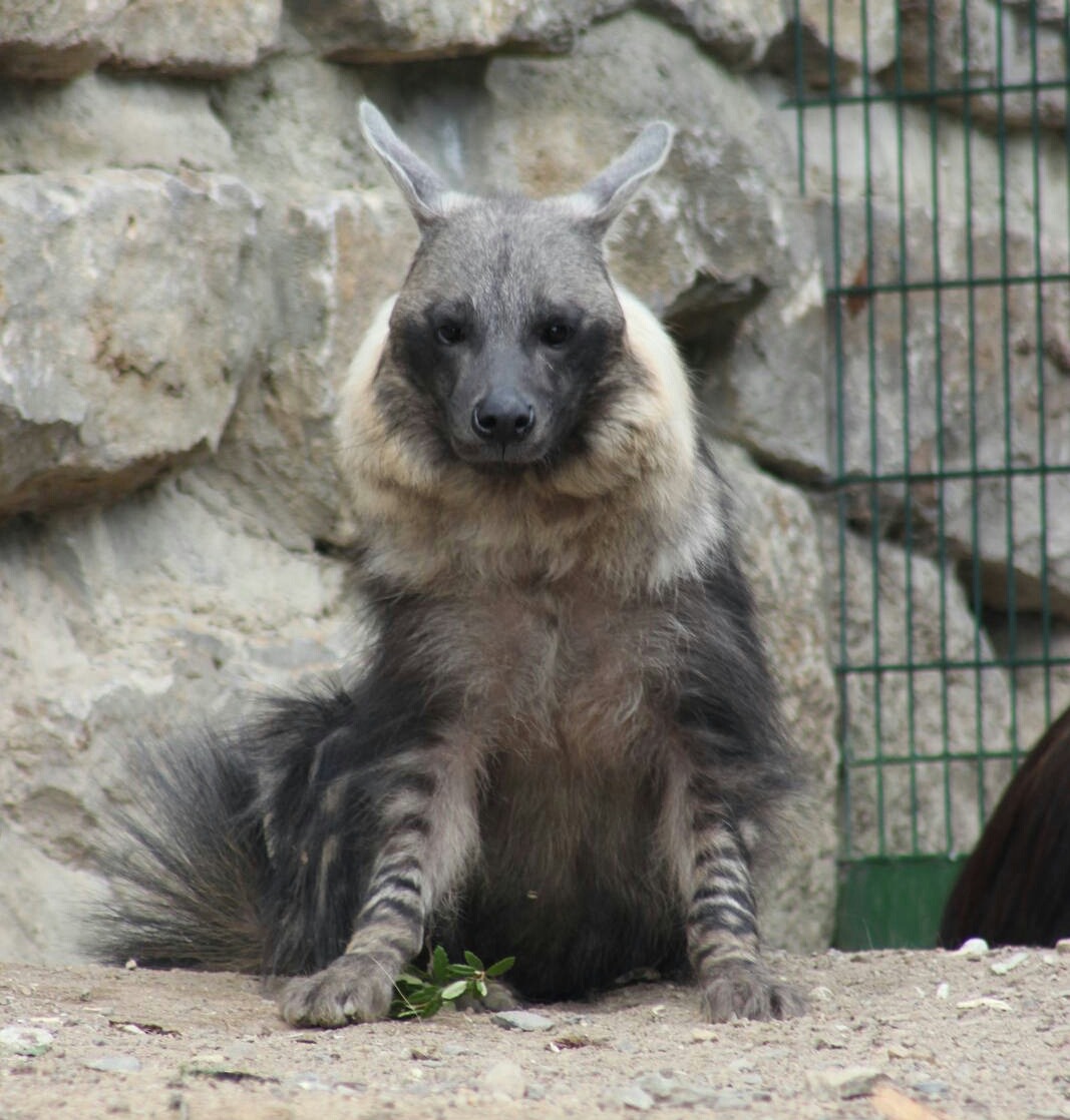 gnoll-train:  Brown Hyenas - Opel Zoo 
