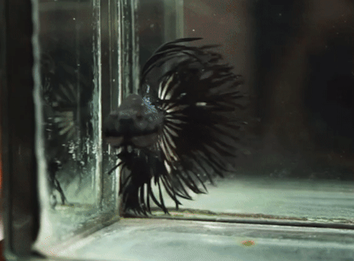 Male Betta Fish Flare Their Gills To Intimidate And Show Dominance, Right?