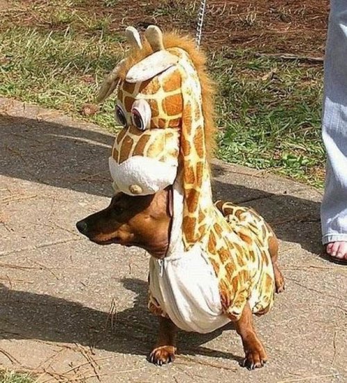 teoami:dutchster:theirs:a zoo of dogs dressed up as other animals    Bless these children