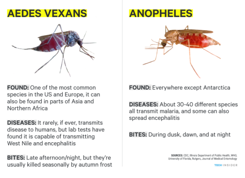 GROSS BUT HELPFUL: Use this field guide to identify mosquitoes that carry the Zika virusMosquitoes m