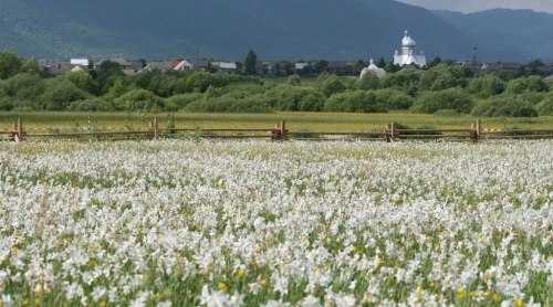 dorobozaru:aph-ukraina:Narcissus ValleyCarpathian Biosphere Reserve | UkraineCan I go to there??