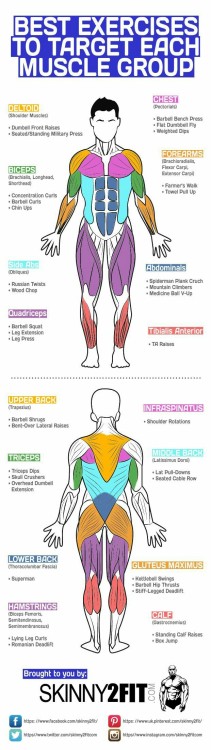 musclegroups