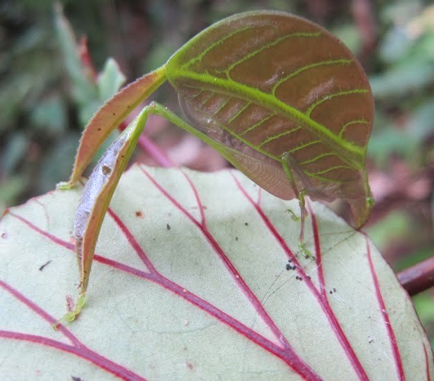 bugparent: end0skeletal:   This spectacular new species of katydid (Eulophophyllum