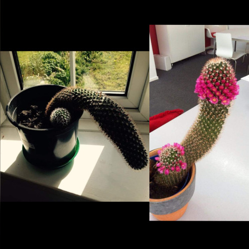 redditfront:  Every year my flaccid cactus erects itself. - via http://ift.tt/2eGr6aM