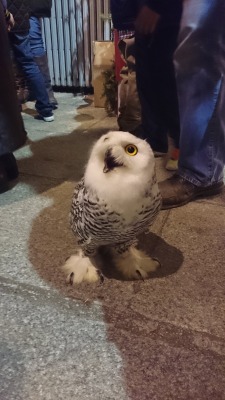 owls-only:  An owl landed in a bar 