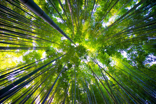 devouring-souls:  odditiesoflife:  Sagano Bamboo Forest, Japan This stunning bamboo forest is located in the Arashiyama district on the west outskirts of Kyoto, Japan. It is one of the most amazing natural sites in the country. An interesting fact about S