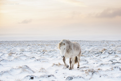melodyandviolence: Icelandic horses by  Gigja Einarsdottir  