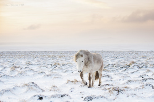 melodyandviolence:  Icelandic horses by  Gigja Einarsdottir  