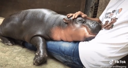 People In My Inbox Trying To Accuse Khao Kheow Zoo Of Abusing Moo Deng And Acting Like They Are Experts
