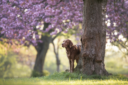 cherry trees