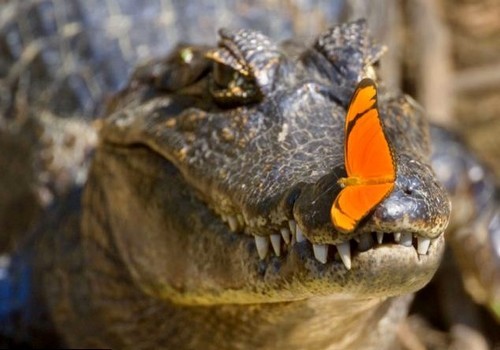 wonderous-world:  Photographer, Alexandra Sailer captured a caiman that was basking in the sun in the tropical wetland of Pantanal, Southern Brazil, when the striking orange butterflies came to rest on its nose. Immediately irritated, the caiman tried