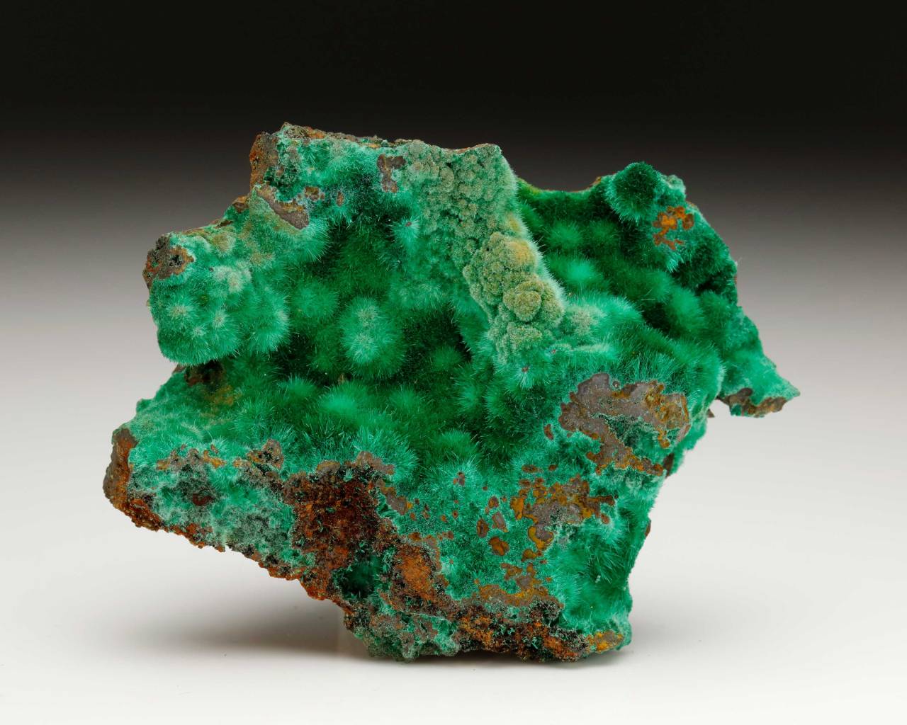 bijoux-et-mineraux:Malachite -  Moldova Noua, Banat Mountains, Caras-Severin County,