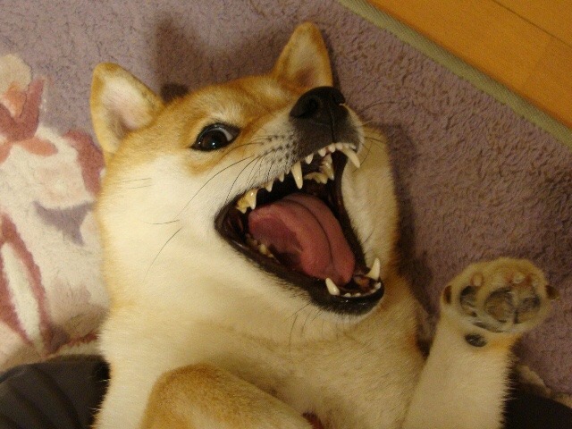 vanillashiba:He EXCITE