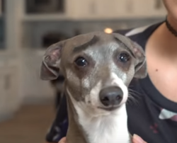deluxetrashqueen: JennaMarbles’s dog Kermit always looks like he’s on the brink of tears, no matter his actual emotional state. She put some fake eyelashes on him to look like eyebrows and he looks like the most distraught animal to ever live. He’s