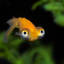 another-dumb-fish