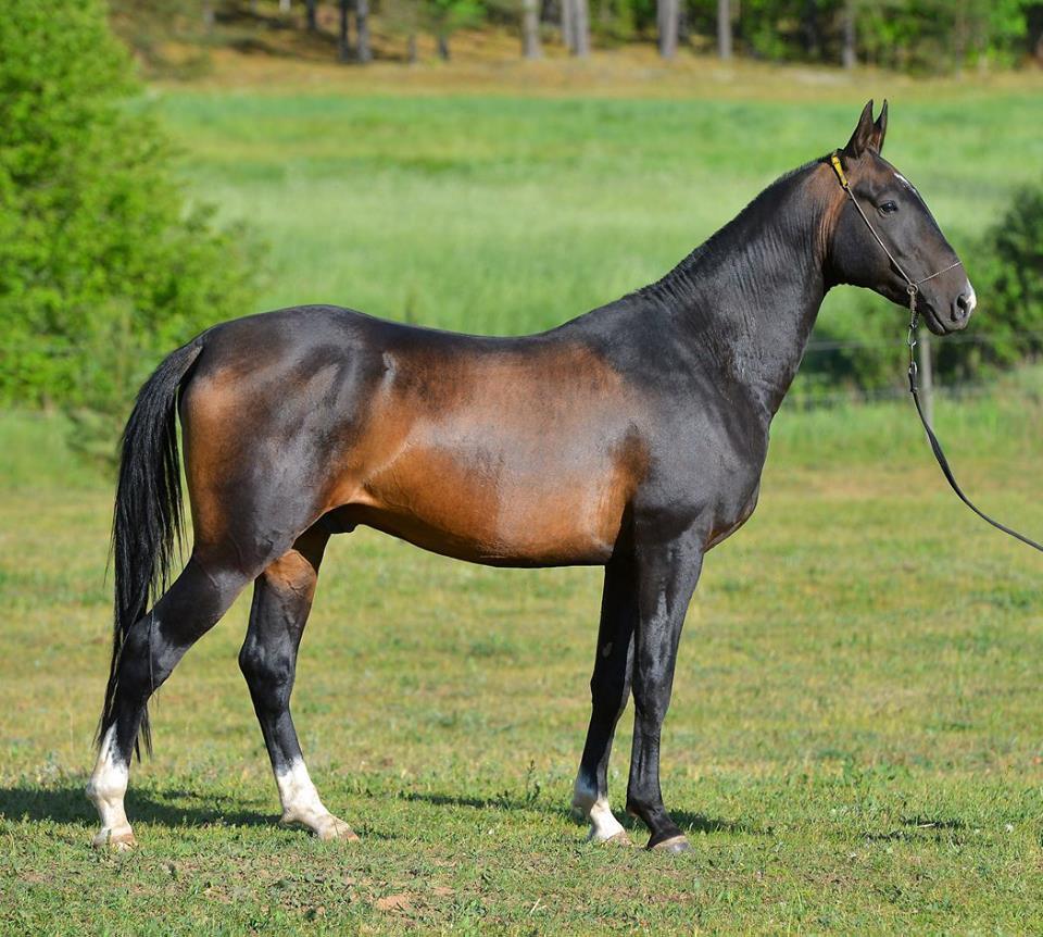 thequeerblackequestrian:  all-the-horses:   horsesanddogsandmen:  all-the-horses: