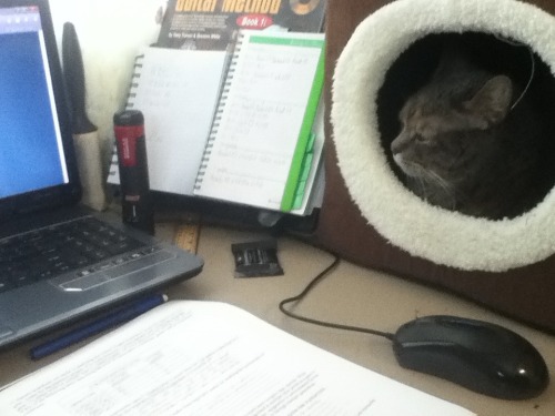 c0ffeekitten:She likes to lay on my papers when I’m trying to do homework, so I put her cube on my desk. I’m starting to think this was her plan all along
