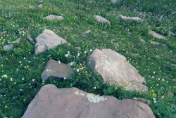 sleep-garden:Stepping stones among a sea of flowers | 8.9.14 - 8.10.14.
