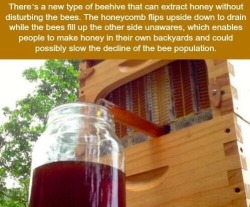 thebeeblogger:  i-blame-the-bbc: #savethebees that is so cool!! 