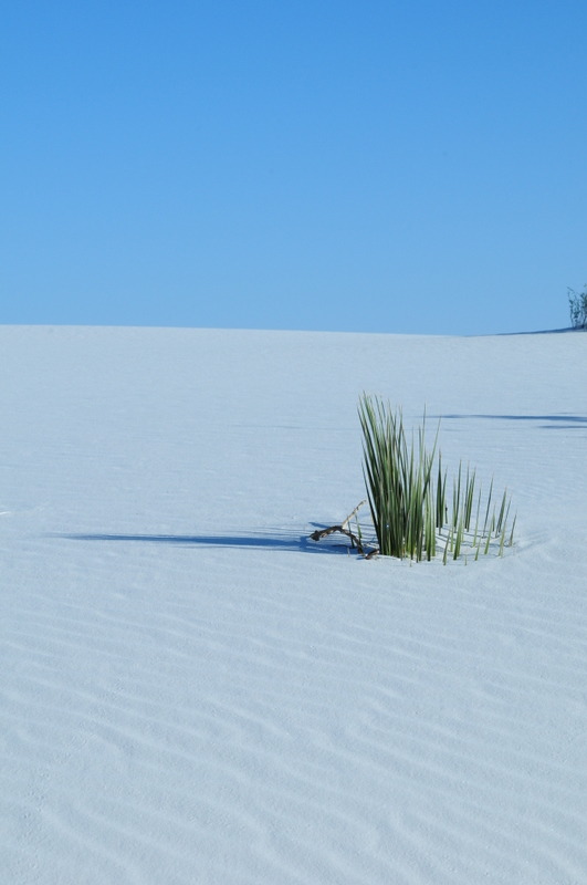 microbe:  White Sands, New Mexico. The desert is located in Tularosa Basin New Mexico.