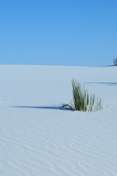 microbe:White Sands, New Mexico. The desert is located in Tularosa Basin New Mexico. Its white san