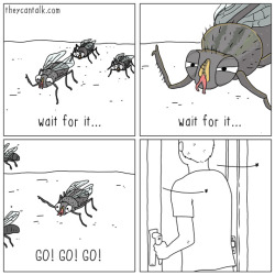 theycantalk:  houseflies