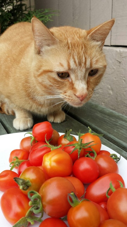 Puffy’s fresh picked tomatoes
