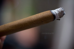 aspeckamongdots:  veeveeganja:  blunt   yes pls