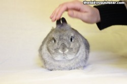 thedailysquishster:  The grump is strong