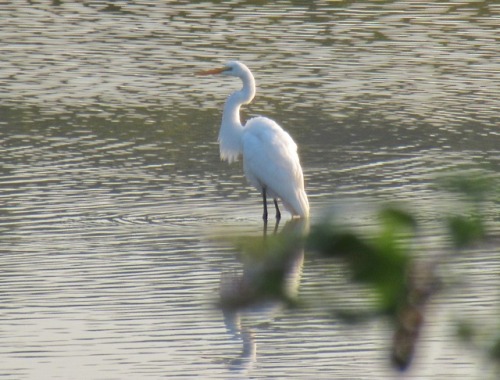 Ardea alba. I love when they stop at the ponds on their way south.