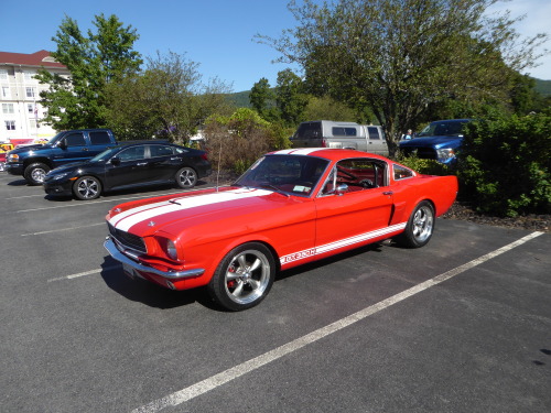 fromcruise-instoconcours: Shelby GT350H tribute