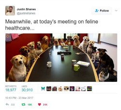 brasilianchick:  whatthefawxblogs:  mostlycatsmostly: (via twitter.com/justinshanes) i know the joke ur trying to make but i would trust a cabinet of dogs to responsibly and compassionately vote for the rights of others better than what we got now   Both