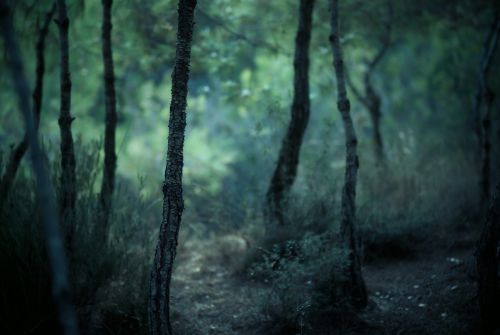 natural-magics: Dusk Forest by Tolga Ahmetler