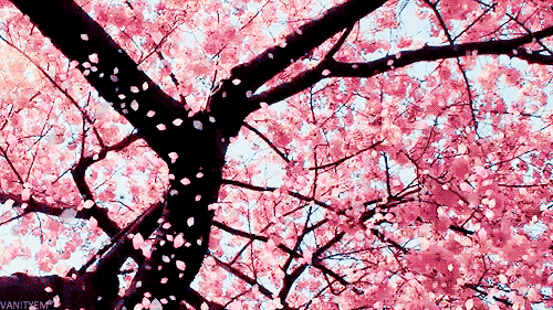 iamjustmyster:  Japan trees .. Are my favorite ♛ 