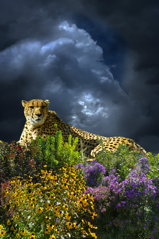 tulipnight:  Untitled by peter holme iii