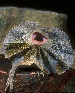 misterlemonzafterlife:mutant-distraction: Frilled lizard photo by Nature&rsquo;s