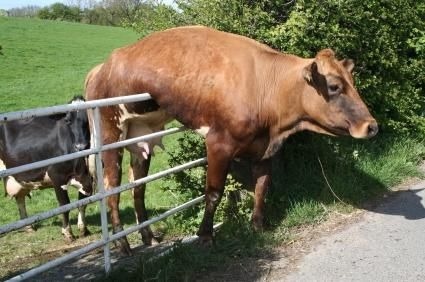 bawbagbanjo:silly cows