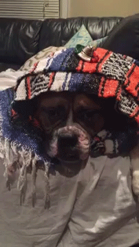 sizvideos:  Dog sitter had fun dressing Wilson the Bulldog - Full video 