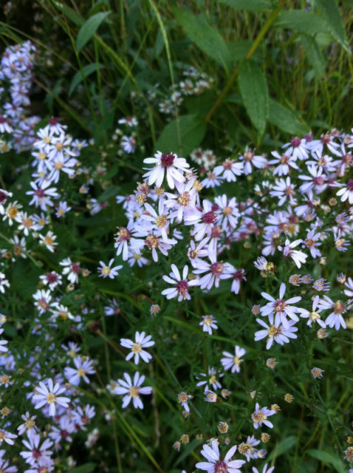 XXX blewm:  weird purple flowers ive never seen photo