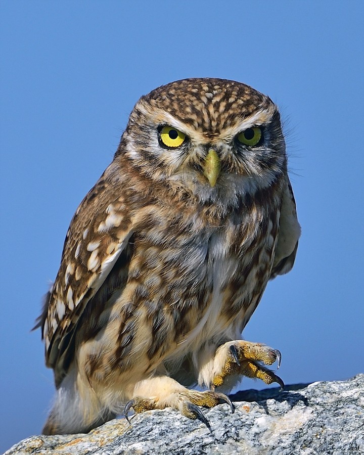 superbnature:  Little Owl by ysbae491 http://ift.tt/1vpmmHc 