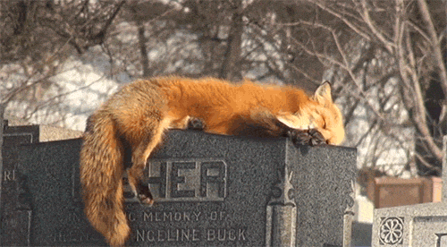 castiel-is-deans-pizza-man:  ghostcries:  fencehopping:  Fox sleeping in a graveyard.  !!!!!!!!  *creeps up silently* *whispers* “What do you say?” *fox snarls, attacks my face* “The world may never know.”