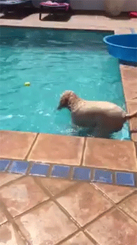 sizvideos:    Smart dog makes a boat to help fetch ball in the pool  Video