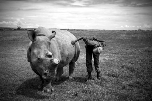dodosite:  Meet Sudan, the last male Northern white rhino on Earth, one of only four left of the spe