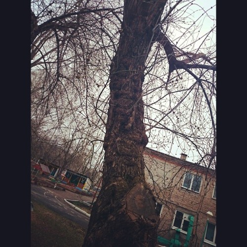 Sex #Tree 🌲 near #kindergarten  #Izhevsk #yesterday pictures