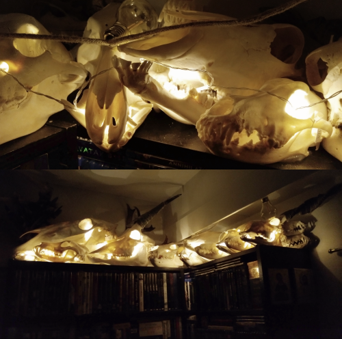 canisalbus: I bought a little battery-powered string light and now my skulls are looking extra festi