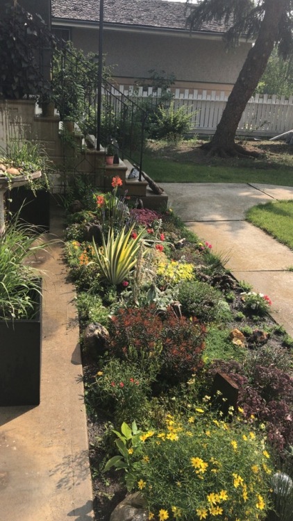 My lovely perennial rock bed has exploded 