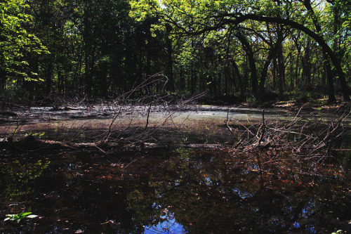 : Pond in the Woods | GarettPhotography