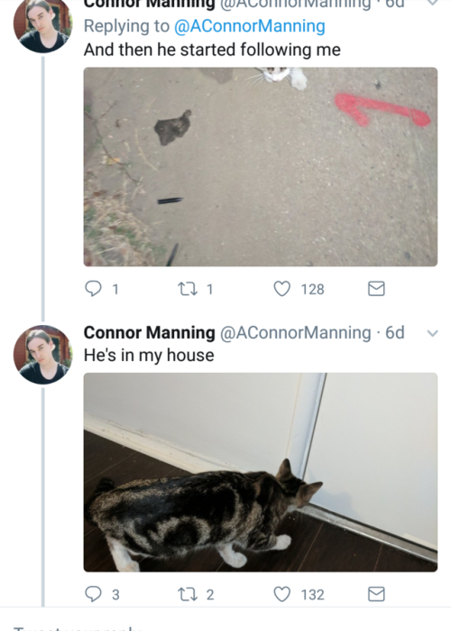 naamahdarling: aconnormanning: so i have a cat now I am such a sucker for a good love story!